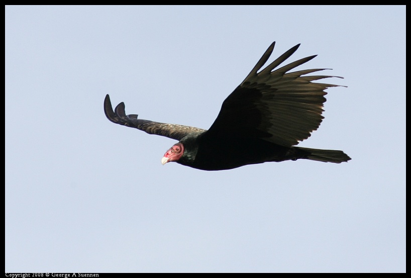0209-165743-04.jpg - Turkey Vulture