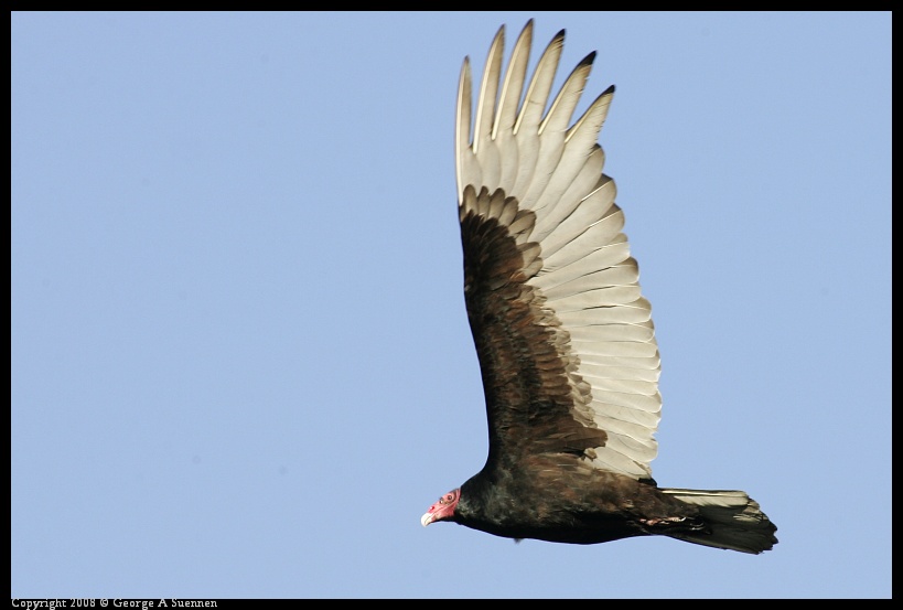 0209-165746-02.jpg - Turkey Vulture
