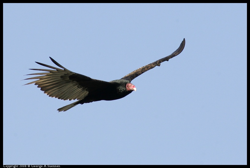 0209-165752-03.jpg - Turkey Vulture