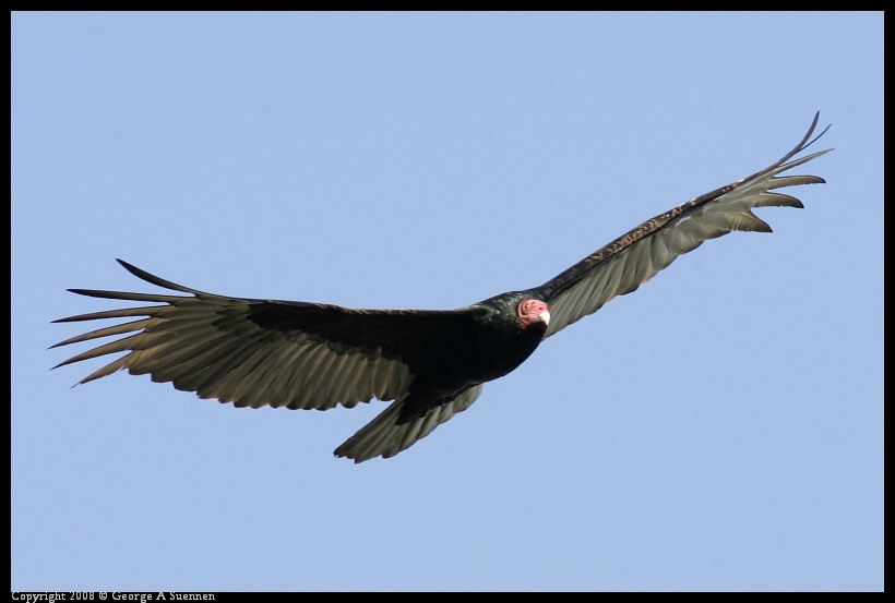 0209-165753-02.jpg - Turkey Vulture