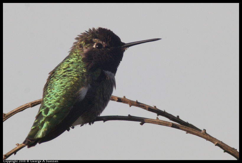 0209-170241-02.jpg - Anna's Hummingbird