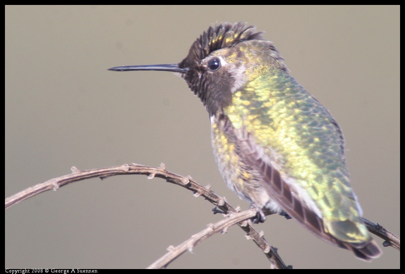 0209-170614-03.jpg - Anna's Hummingbird