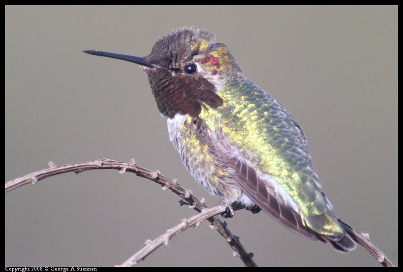 0209-170626-02-ps.jpg - Anna's Hummingbird
