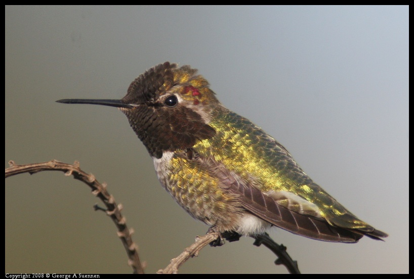 0209-170807-01.jpg - Anna's Hummingbird