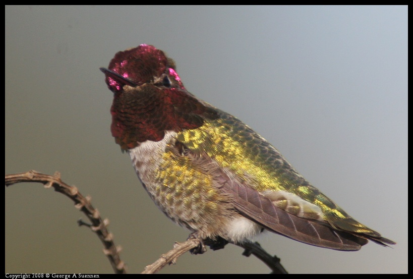 0209-170807-03.jpg - Anna's Hummingbird