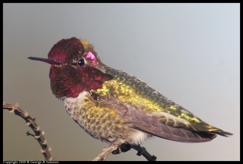 0209-170835-01-ps.jpg - Anna's Hummingbird