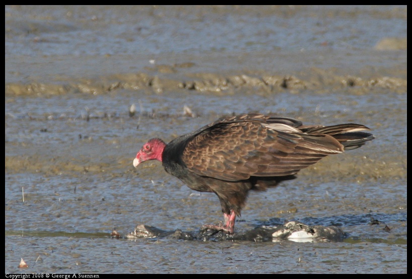 0209-171116-02.jpg - Turkey Vulture