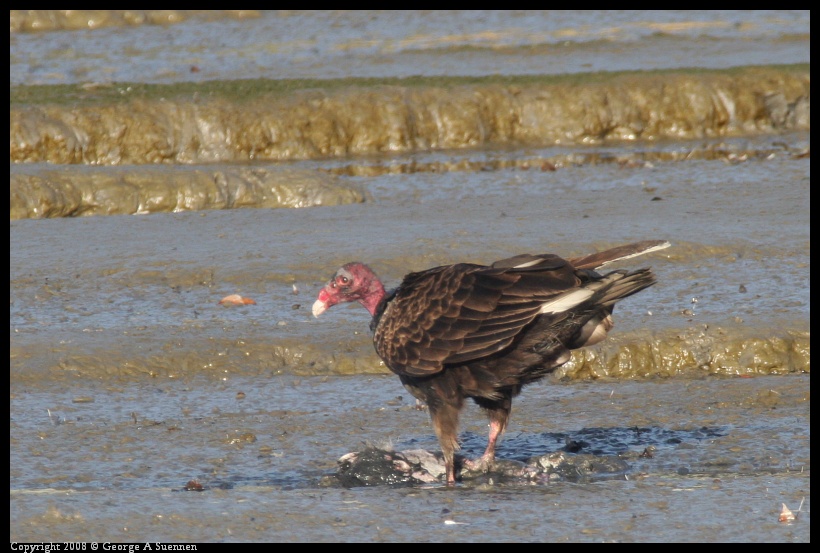 0209-172809-01.jpg - Turkey Vulture