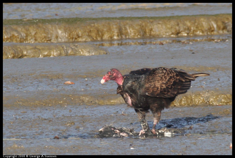 0209-172850-02.jpg - Turkey Vulture