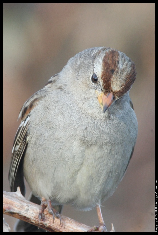 0209-174225-02.jpg - White-crowned Sparrow