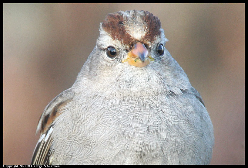 0209-174227-01-ps.jpg - White-crowned Sparrow