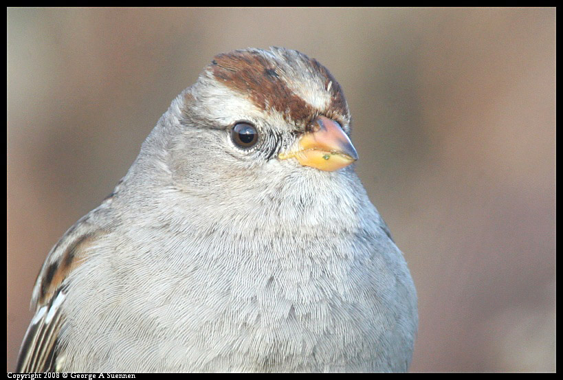 0209-174231-02-ps.jpg - White-crowned Sparrow