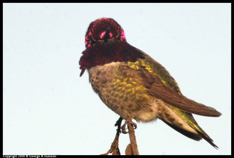 0209-175125-01-ps.jpg - Anna's Hummingbird