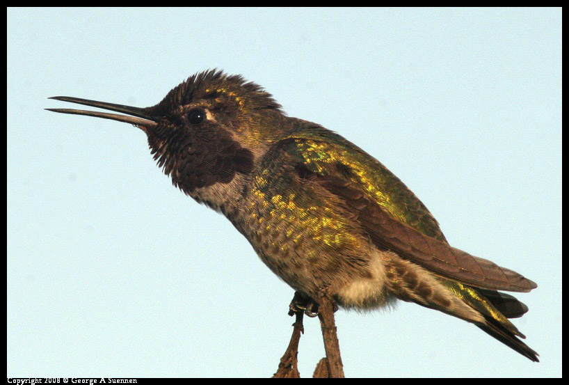 0209-175229-01-ps.jpg - Anna's Hummingbird