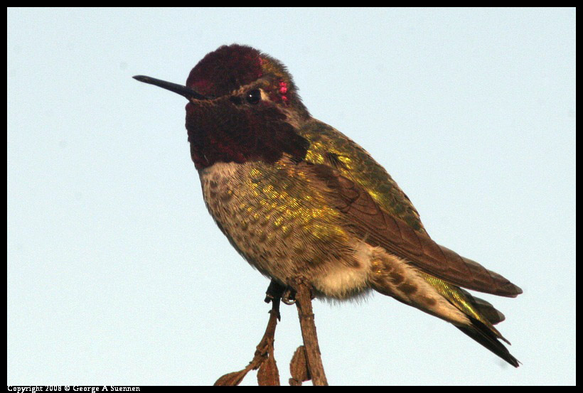 0209-175248-02-ps.jpg - Anna's Hummingbird