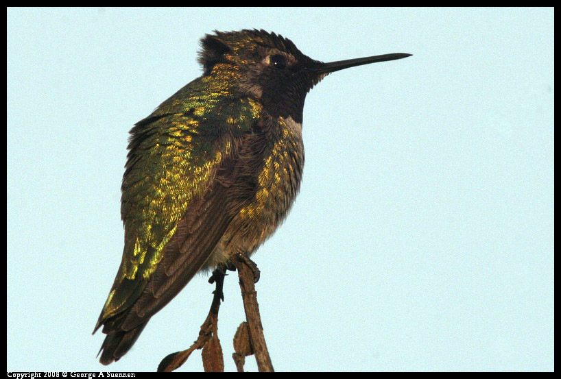 0209-175814-02-ps.jpg - Anna's Hummingbird