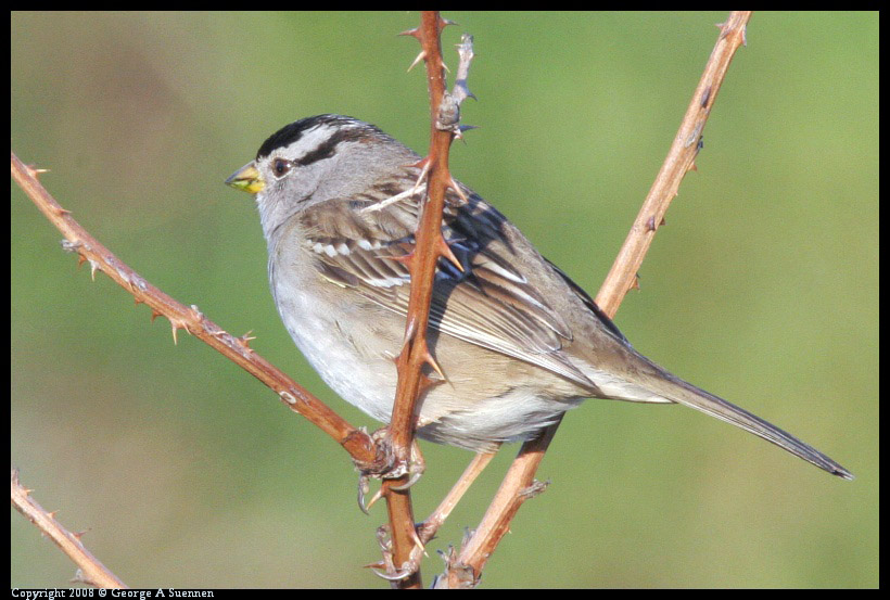 0209-180510-01-ps.jpg - White-crowned Sparrow