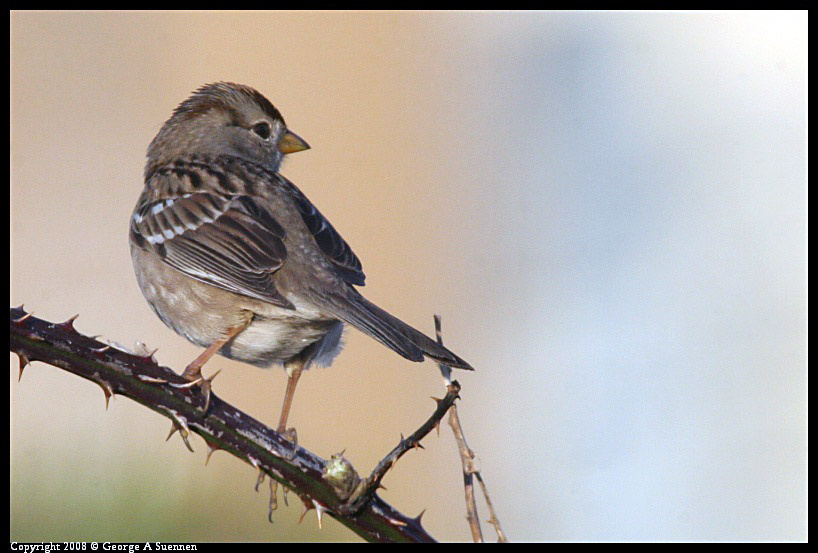 0209-180720-01-ps.jpg - White-crowned Sparrow