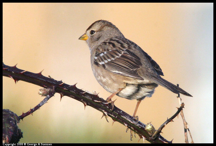 0209-180726-01-ps.jpg - White-crowned Sparrow