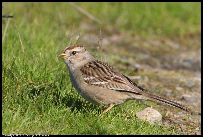 0210-153928-02.jpg - White-crowned Sparrow