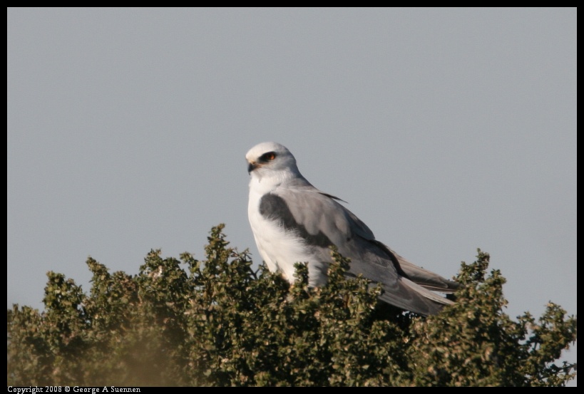 0210-154050-01.jpg - White-tailed Kite
