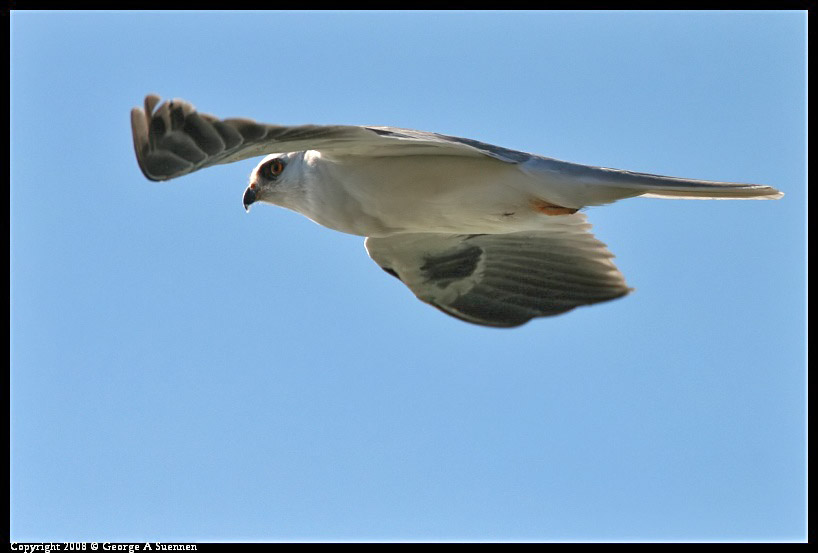 0210-154104-01.jpg - White-tailed Kite