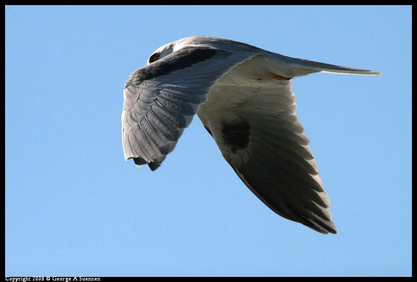 0210-154104-02.jpg - White-tailed Kite