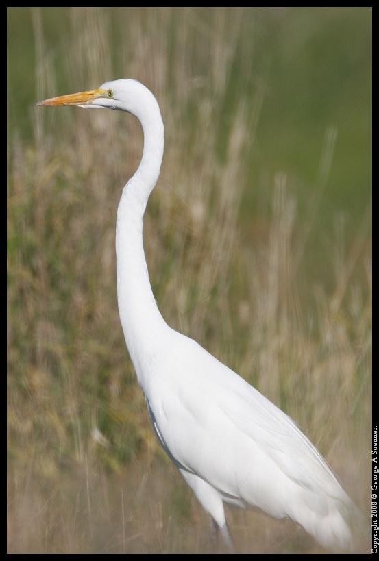 0210-154346-02.jpg - Great Egret