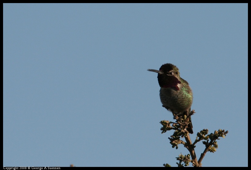 0210-163206-02.jpg - Anna's Hummingbird