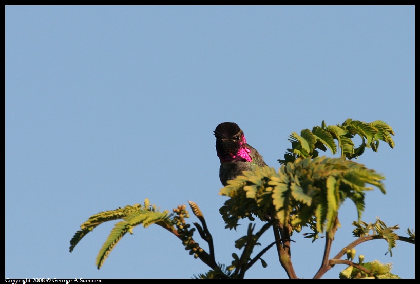 0212-103603-01.jpg - Anna's Hummingbird