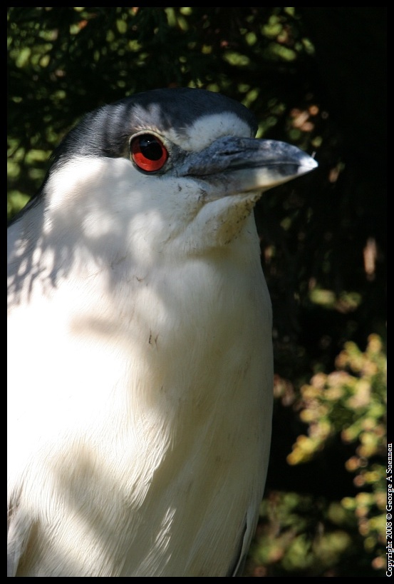 0212-104509-01.jpg - Black-crowned Night Heron