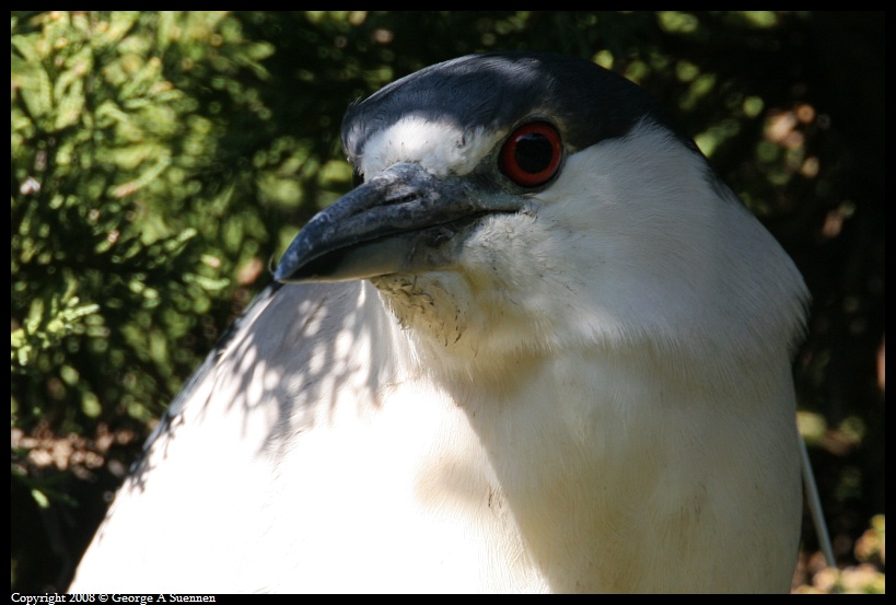 0212-104554-02.jpg - Black-crowned Night Heron