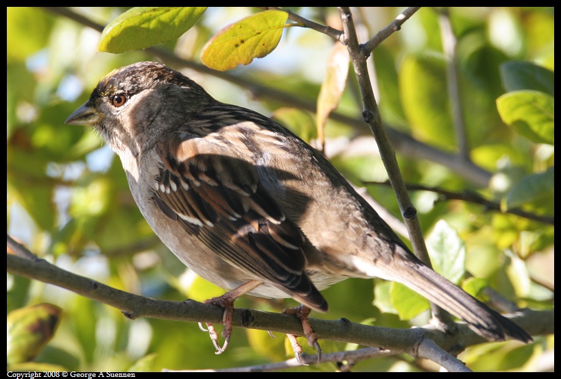 0212-104904-01.jpg - Golden-crowned Sparrow
