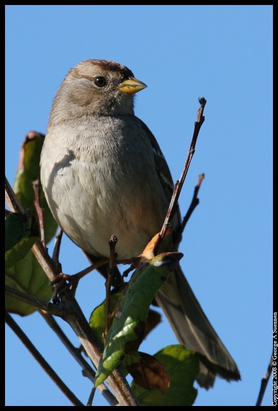 0212-104923-03.jpg - Golden-crowned Sparrow