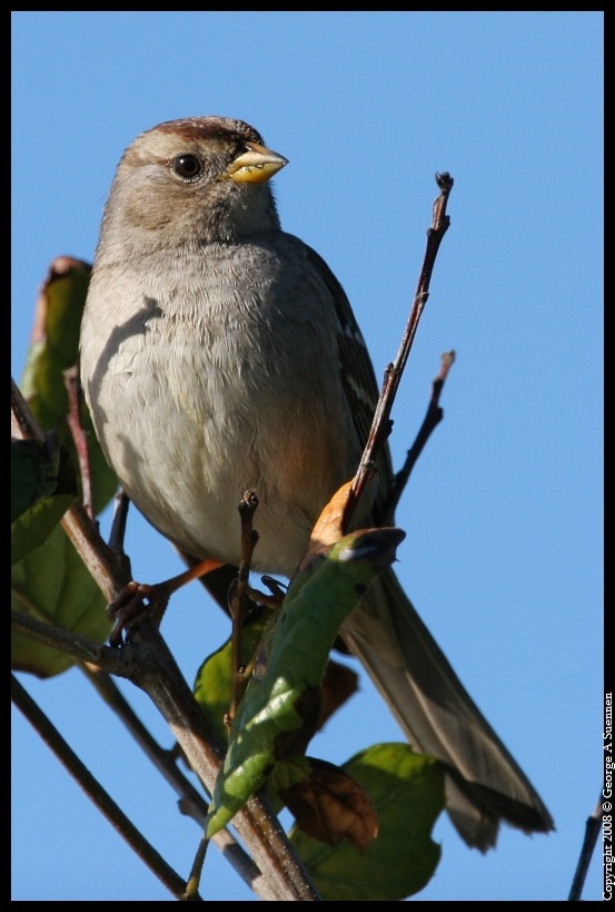 0212-104927-02.jpg - Golden-crowned Sparrow