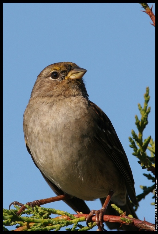 0212-105800-02.jpg - Golden-crowned Sparrow