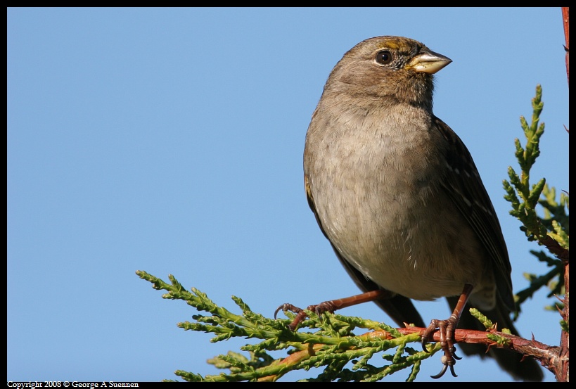 0212-105800-03.jpg - Golden-crowned Sparrow