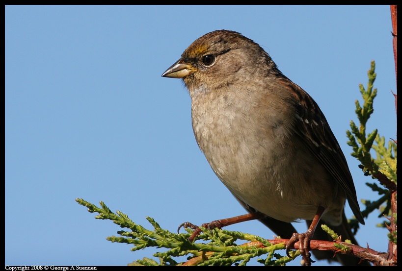 0212-105802-03.jpg - Golden-crowned Sparrow
