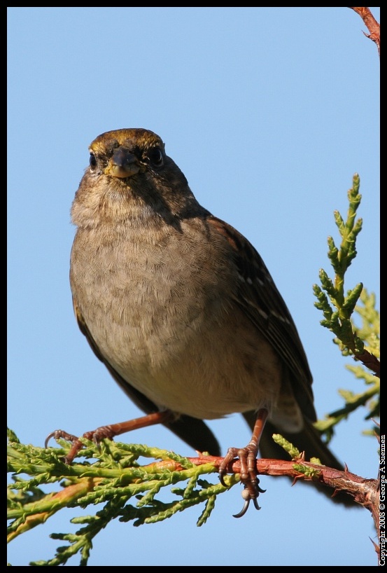 0212-105805-02.jpg - Golden-crowned Sparrow