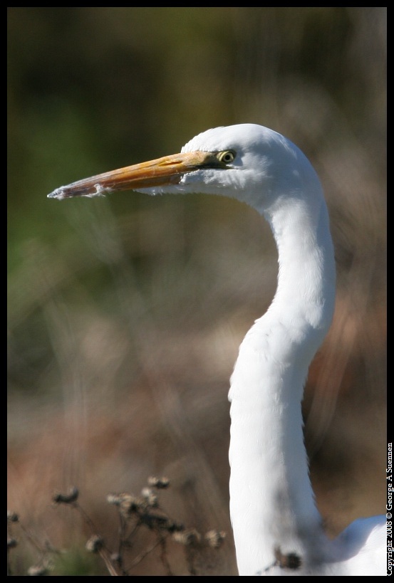 0212-110013-02.jpg - Great Egret