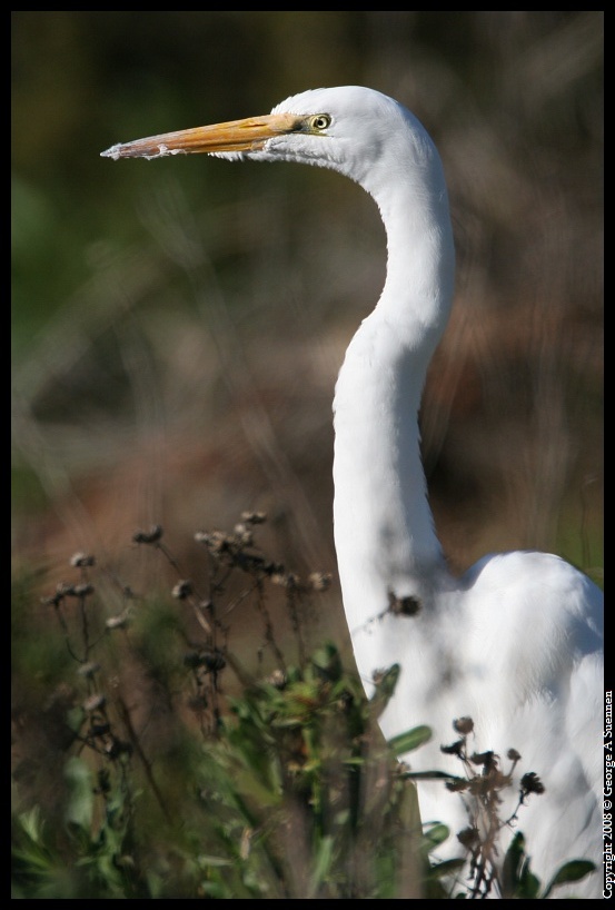 0212-110026-01.jpg - Great Egret