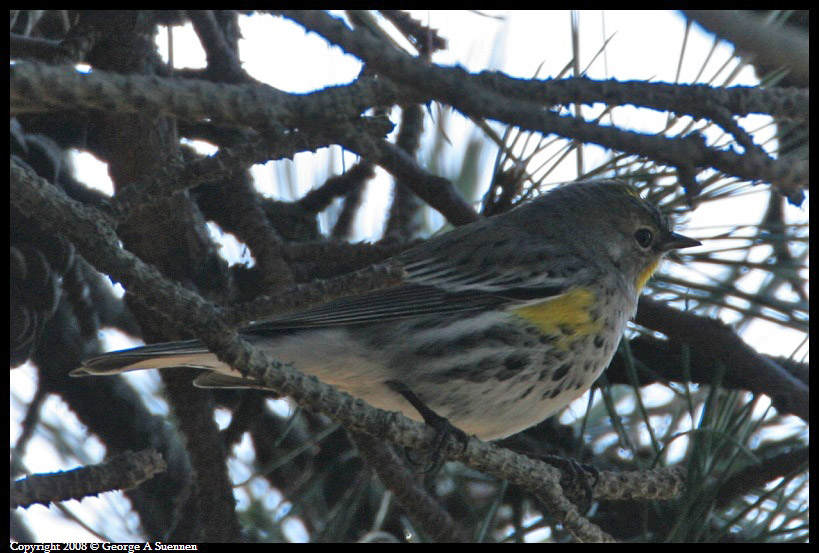 0212-110541-01.jpg - Yellow-rumped Warbler