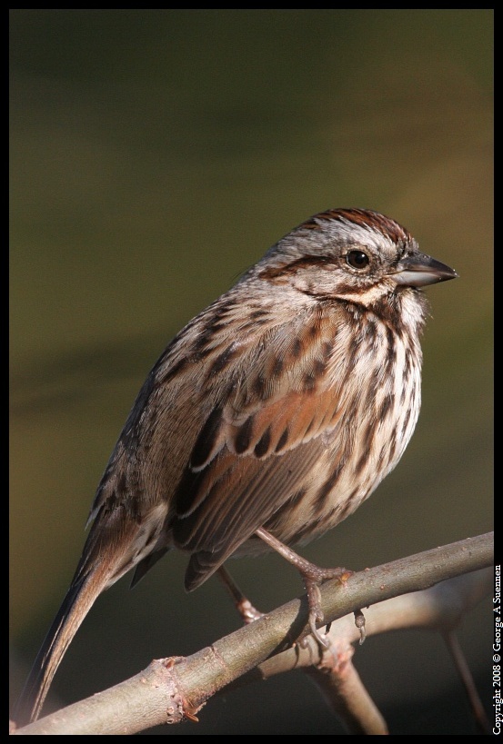 0212-111027-04.jpg - Song Sparrow