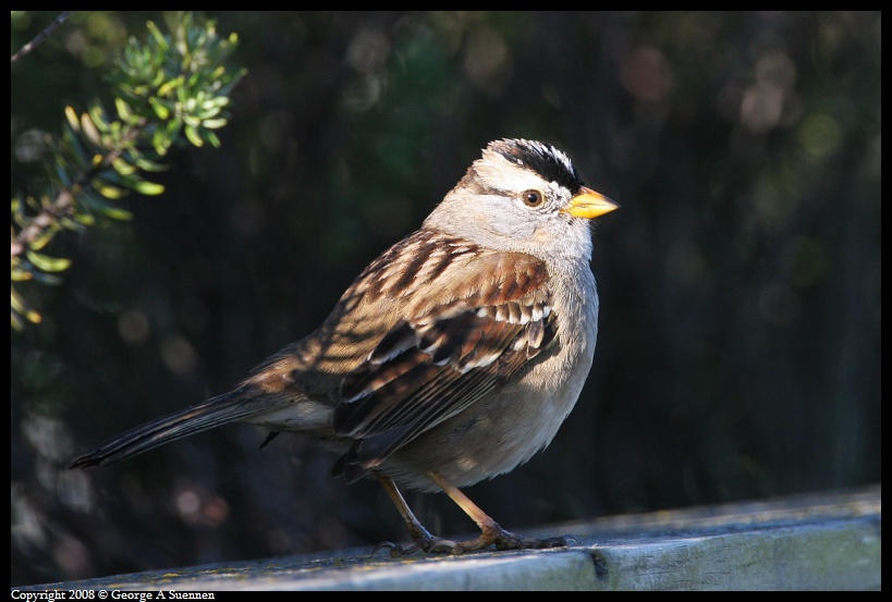 0215-095605-04.jpg - White-crowned Sparrow
