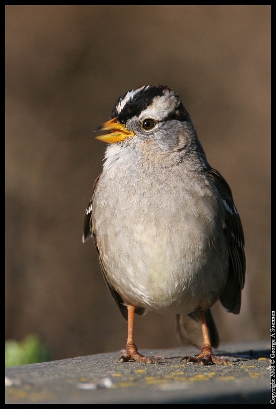 0215-095943-02.jpg - White-crowned Sparrow