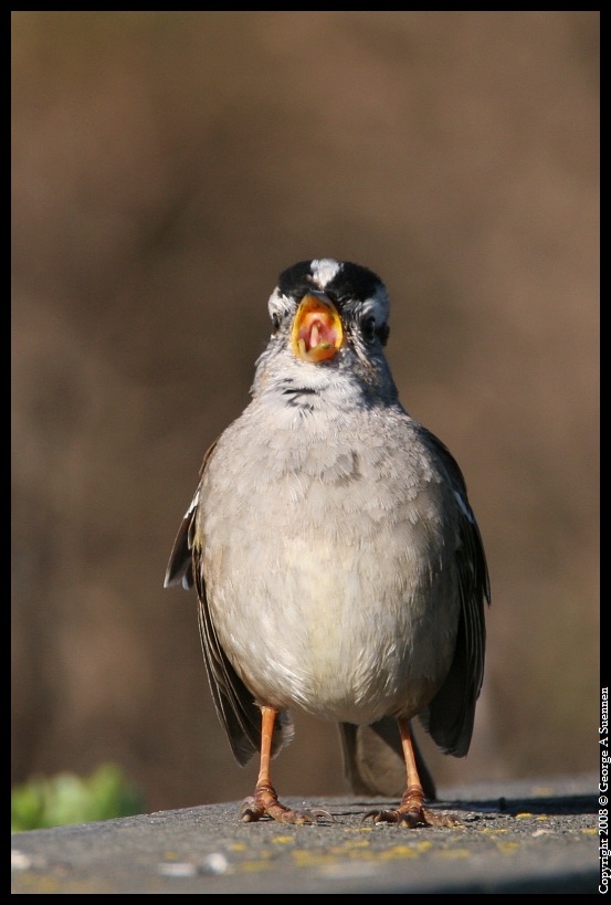 0215-095944-02.jpg - White-crowned Sparrow