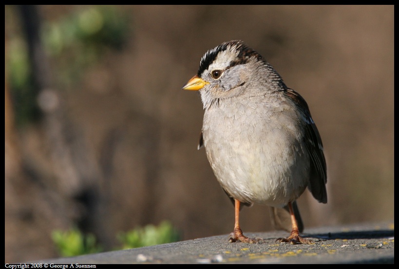 0215-095948-01.jpg - White-crowned Sparrow