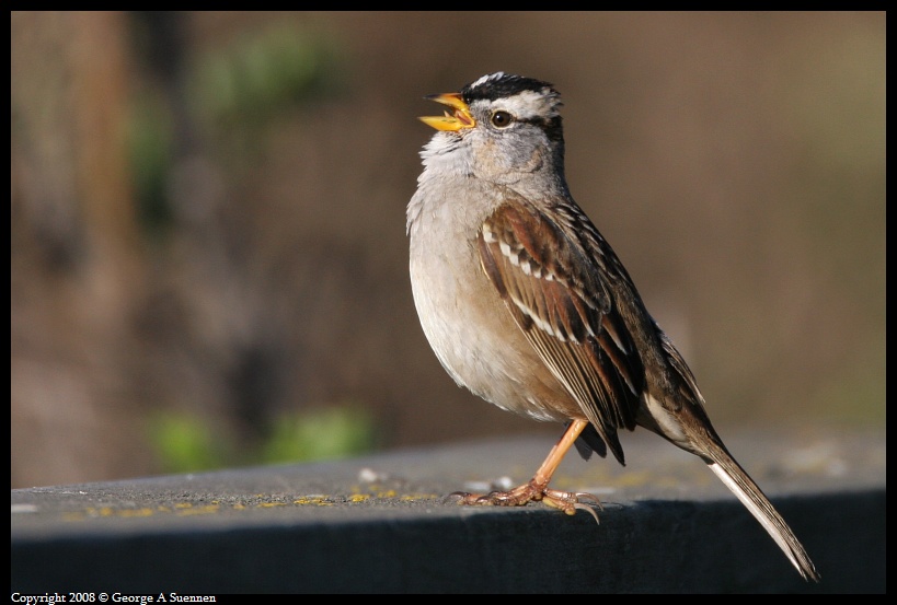 0215-100049-03.jpg - White-crowned Sparrow
