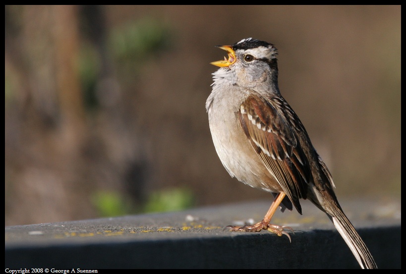 0215-100049-04.jpg - White-crowned Sparrow