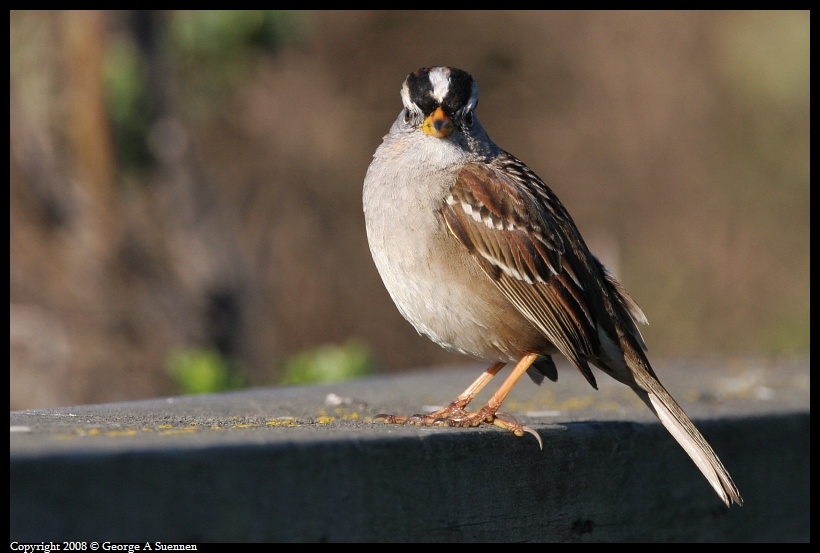 0215-100055-01.jpg - White-crowned Sparrow